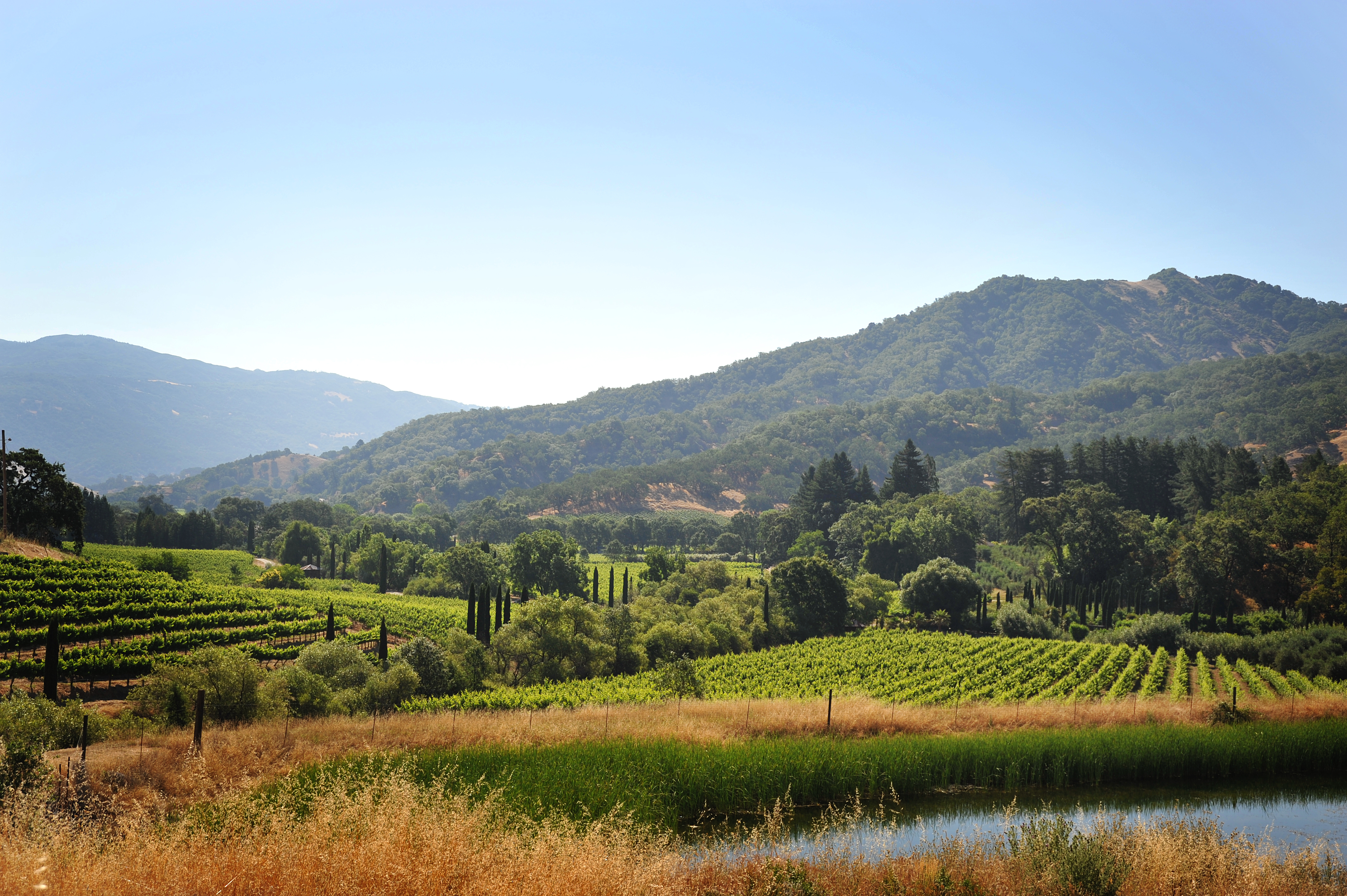 McNab Ridge Winery vineyard view